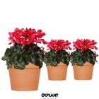 Cyclamen persicum SUPER SERIE DJIX RED