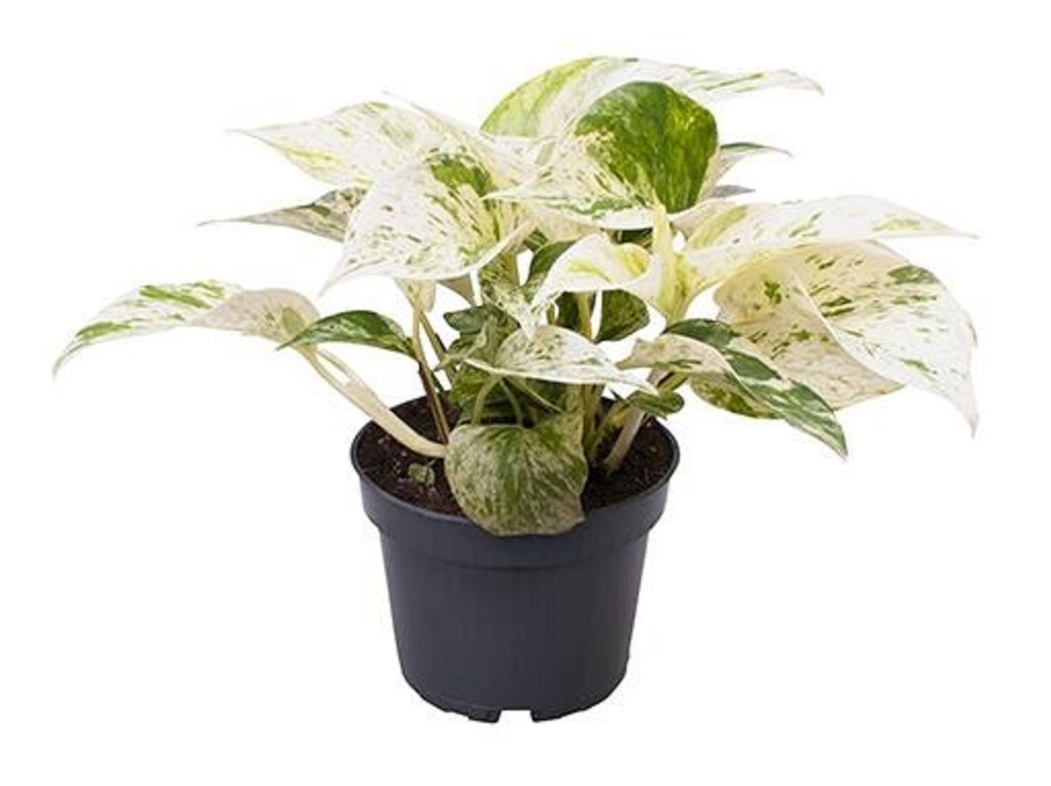 Epipremnum pinnatum 