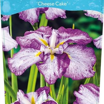 Iris ensata DINNER PLATE CHEESE CAKE