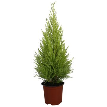 Cupressus macrocarpa 'ГолдКрест Вилма'