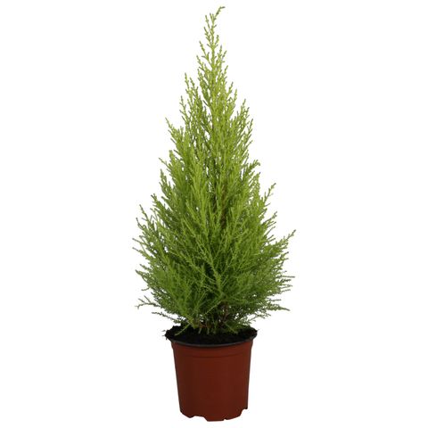 Cupressus macrocarpa 'ГолдКрест Вилма'