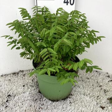 Sanguisorba officinalis 'Tanna'