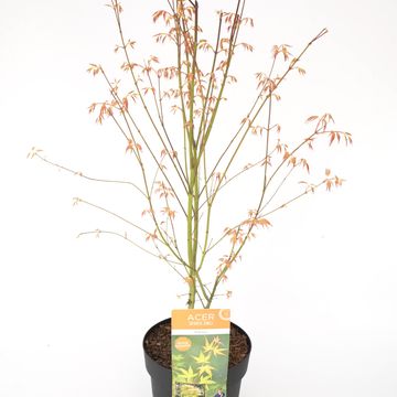 Acer palmatum 'Катсура'