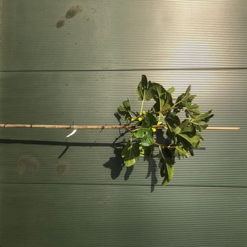 Ficus carica