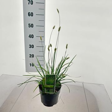 Sesleria nitida