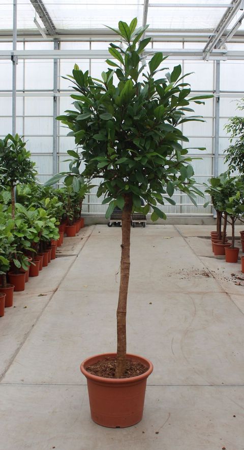Ficus cyathistipula
