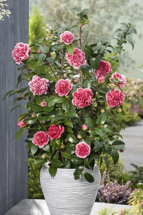 Camellia japonica 'Volunteer'