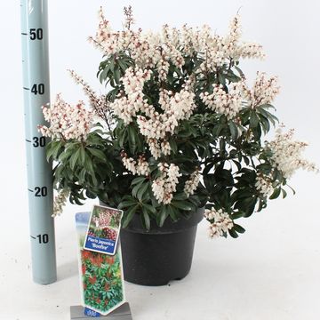 Pieris japonica 'Bonfire'