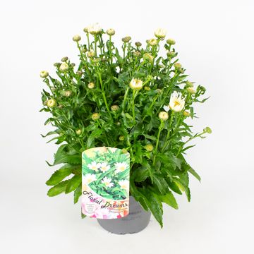Leucanthemum x superbum 'Snow Lady'
