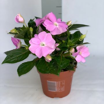Impatiens TAMARINDA VIOLET