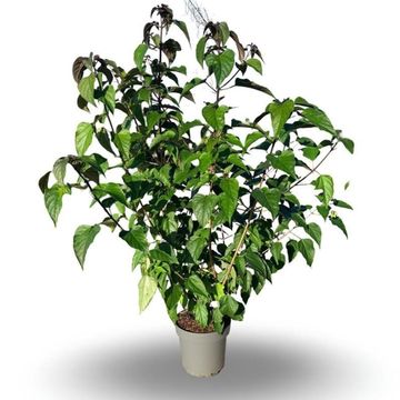 Clerodendrum trichotomum fargesii
