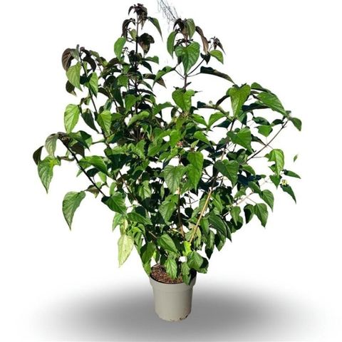 Clerodendrum trichotomum fargesii