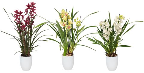Cymbidium MIX