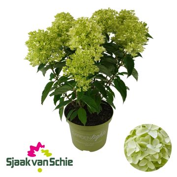 Hydrangea paniculata WHITELIGHT