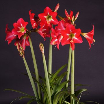 Hippeastrum 'Happy Garden'