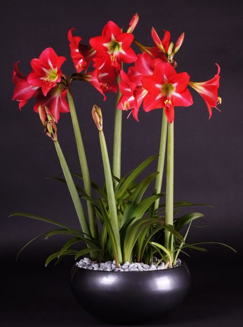 Hippeastrum 'Happy Garden'