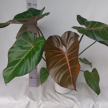 Philodendron 'Summer Glory'