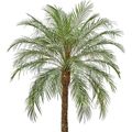 Phoenix roebelenii