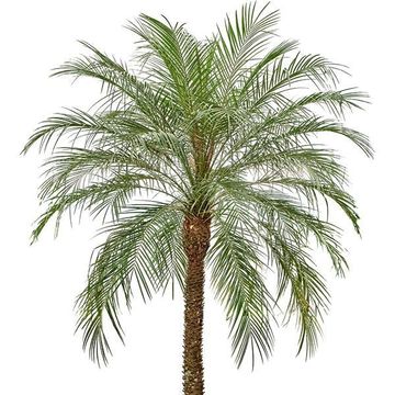 Phoenix roebelenii