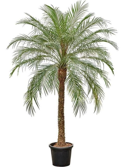 Phoenix roebelenii
