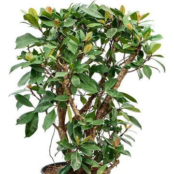 Ficus cyathistipula
