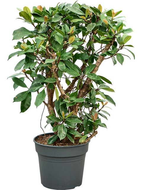 Ficus cyathistipula