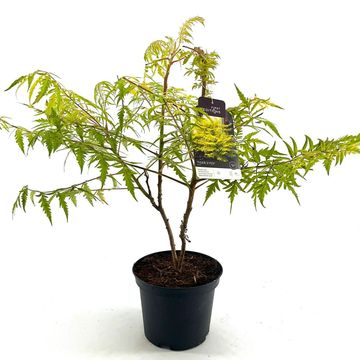 Rhus typhina TIGER EYES