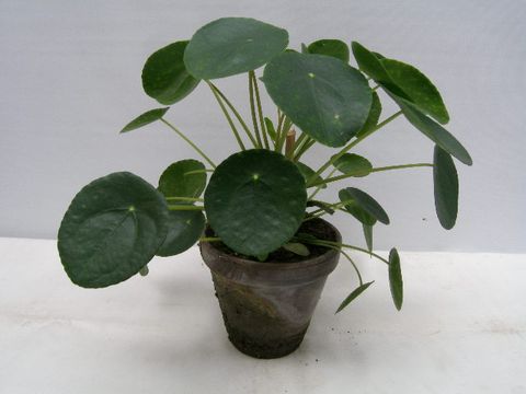 Pilea peperomioides