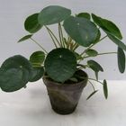 Pilea peperomioides