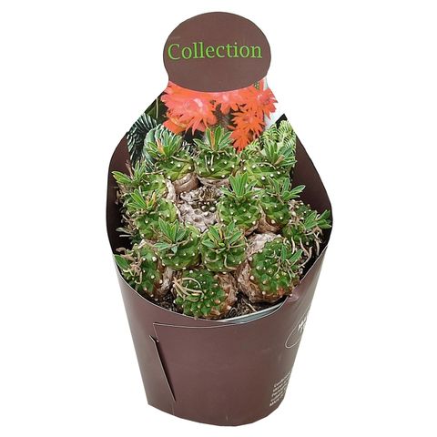 Euphorbia x japonica