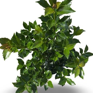Ilex x meserveae 'Blue Maid'