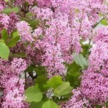 Syringa MIX