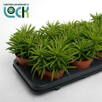 Peperomia 'Sweet Spark'