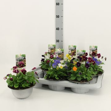 Viola CORNUTA MIX IN POT