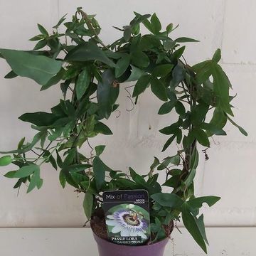 Passiflora 'Silly Cow'