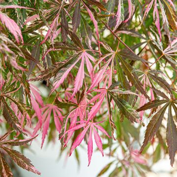 Acer palmatum 'Extravaganza'