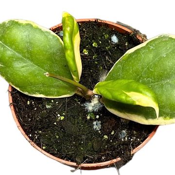 Hoya incrassata 'Variegata'