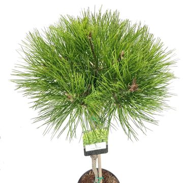 Pinus densiflora 'Low Glow'