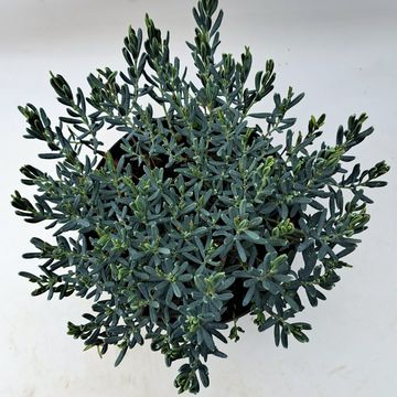 Andromeda polifolia 'Blue Lagoon'