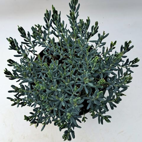 Andromeda polifolia 'Blue Lagoon'