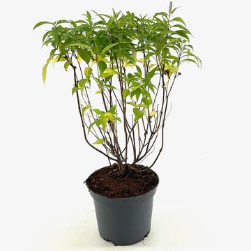 Elsholtzia stauntonii