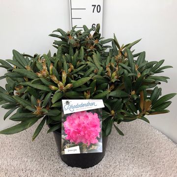 Rhododendron 'Kalinka' (Y)