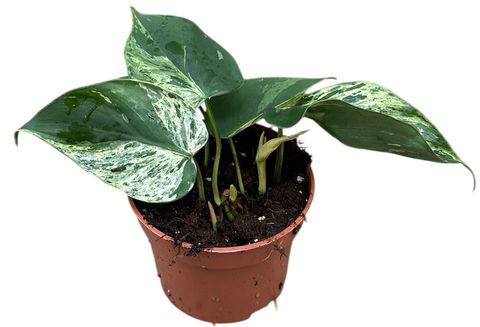 Philodendron hederaceum oxycardium 'Variegata'