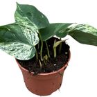 Philodendron hederaceum oxycardium 'Variegata'