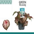 Caladium 'Xplosion'