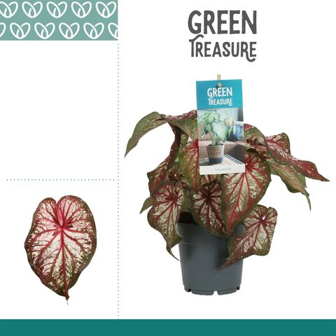 Caladium 'Xplosion'