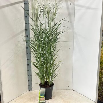 Panicum virgatum 'Prairie Sky'