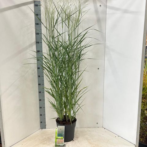 Panicum virgatum 'Prairie Sky'
