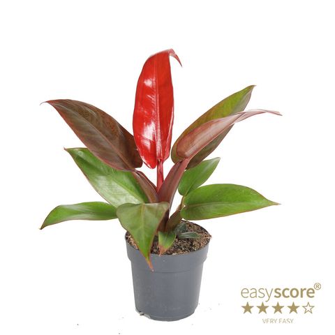 Philodendron 'Red Sun'