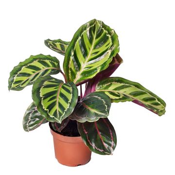 Calathea roseopicta illustris